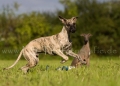 34 Windhund-Trio